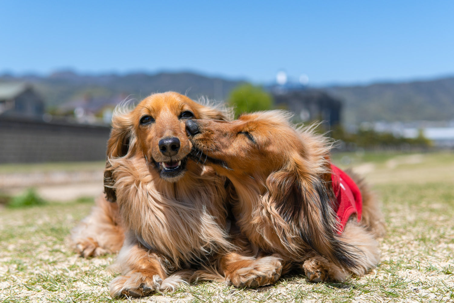 Découvrez nos collections spéciales de harnais chiens, laisse pour chien, collier chien, allant des accessoires tendance, pour gâter votre compagnon à quatre pattes