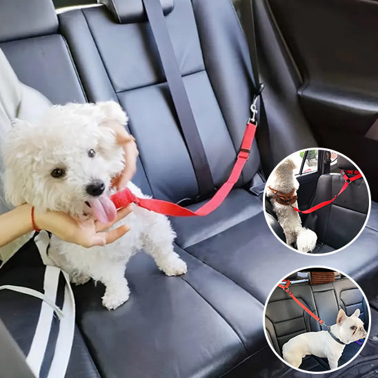 Laisse Chien, pour Voiture : Voyagez Sereinement - Jappy Toutou