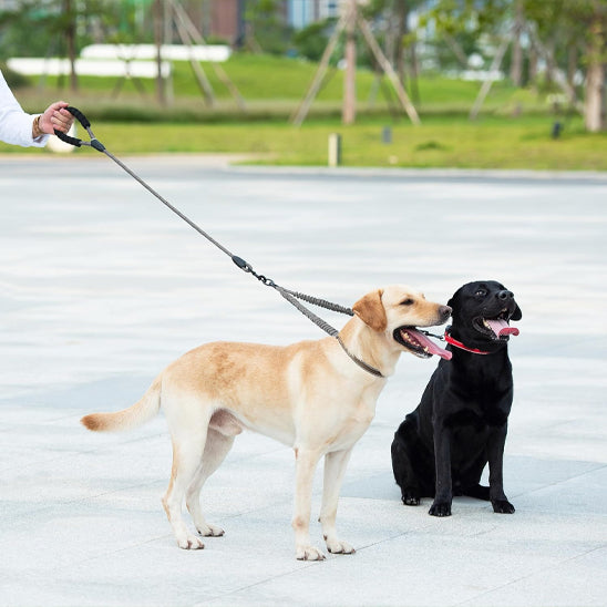 laisse Double pour chien couleur enchevetrement_TOUTE GRANDEUR