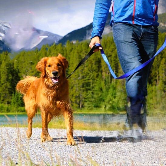Laisse pour chien : Une solution ultime pour l'entraînement - Jappy Toutou