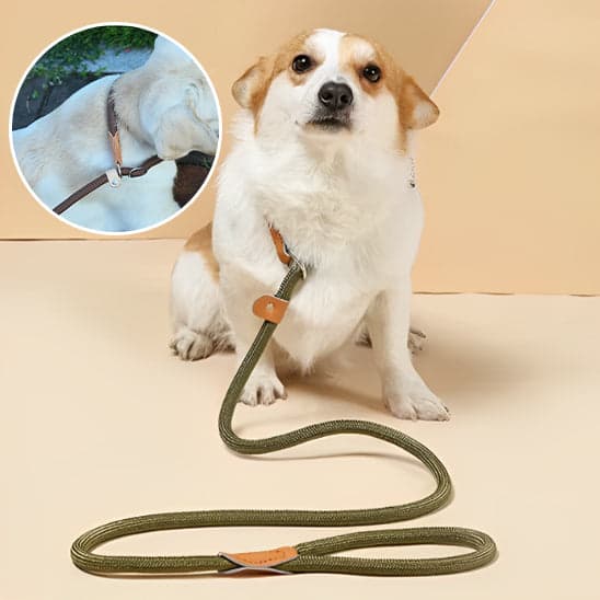 Laisse pour Chien : Promenades Pleines de Complicité - Jappy Toutou