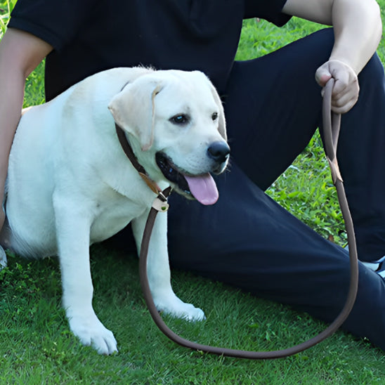 Collier pour chien sans stress www.jappytoutou.com