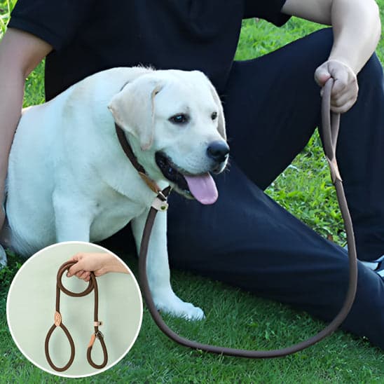 Laisse pour chien: complicité, plaisir dans vos balades - Jappy Toutou