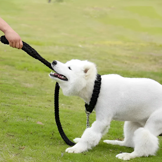 Laisse pour chien noir, tressé,
chien jouant avec la laisse