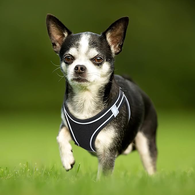 Harnais pour petit chien -En tout confort Parfait pour sa sécurité - Jappy Toutou