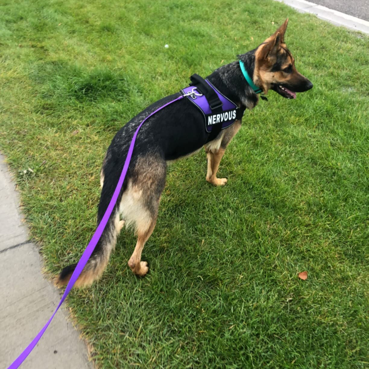 Laisse pour chien : confort, sécurité et style pour des promenades idéales. - Jappy Toutou