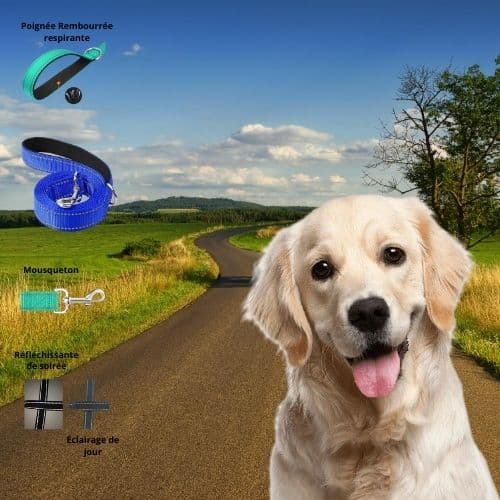 Laisse pour chien : confort, sécurité et style pour des promenades idéales. - Jappy Toutou