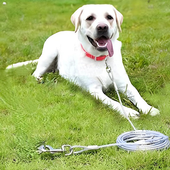 Longe pour chien : Complicité pour vos aventures partagés - Jappy Toutou