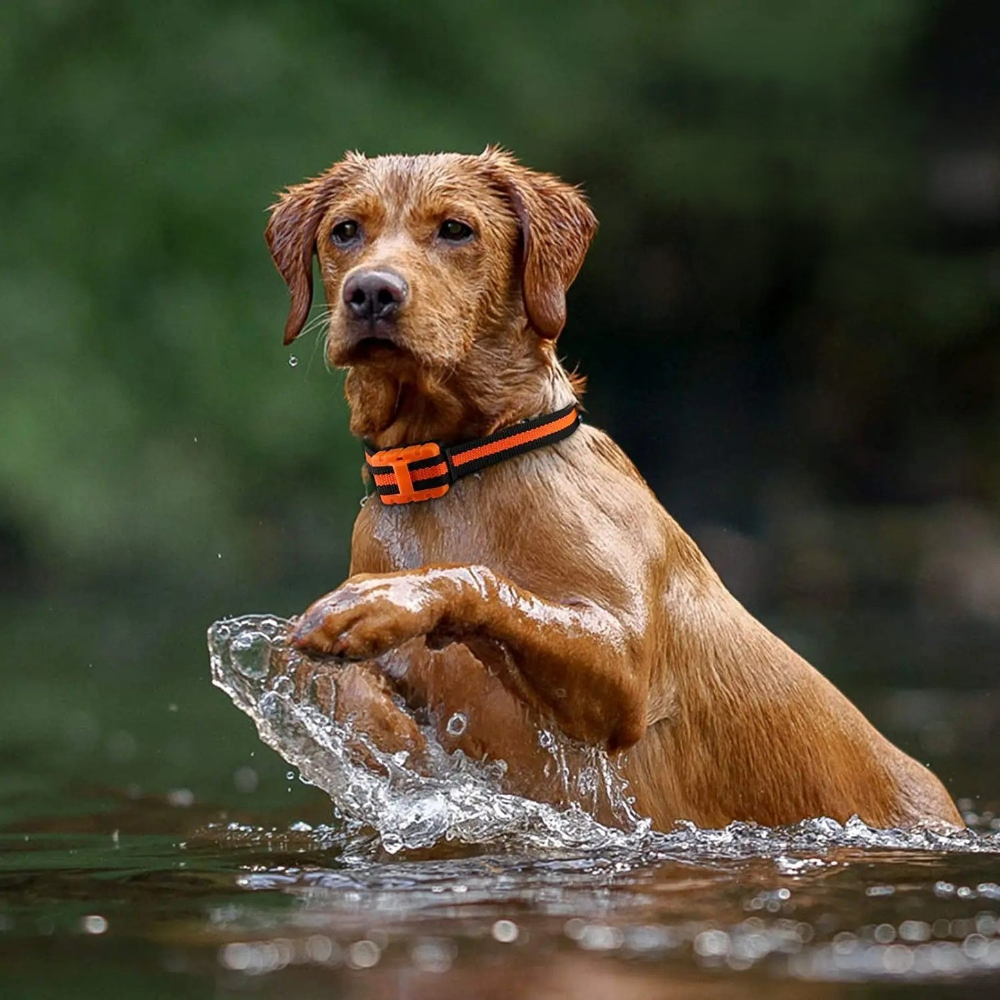Collier anti aboiement chien : la solution efficace pour un dressage réussi - Jappy Toutou