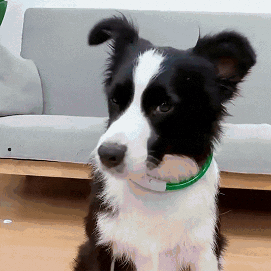 Collier lumineux chien - jappytoutou.com