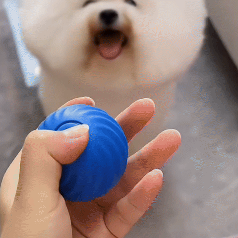 Les jouets interactifs pour stimuler votre compagnon