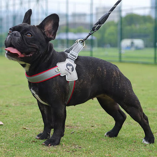 Chien anxieux : 8 accessoires et astuces pour l'apaiser au quotidien - Jappy Toutou