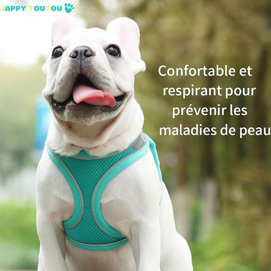 Comment habituer son chiot au harnais dès le début ?