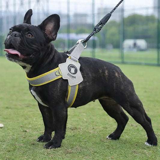 Harnais vs collier : lequel choisir pour son chien ? - Jappy Toutou