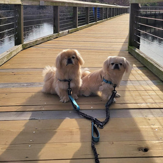 Laisse Double Main Libre : La Solution Idéale pour Promener Deux Chiens