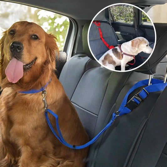 Sécurité en voiture avec son chien : tout ce qu'il faut savoir - Jappy Toutou