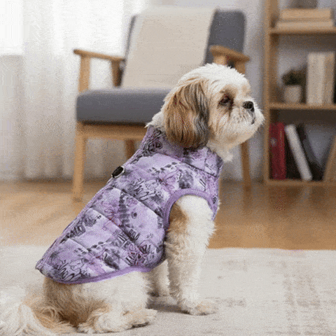 Manteau pour Chien : Le Guide Complet pour Protéger Votre Toutou