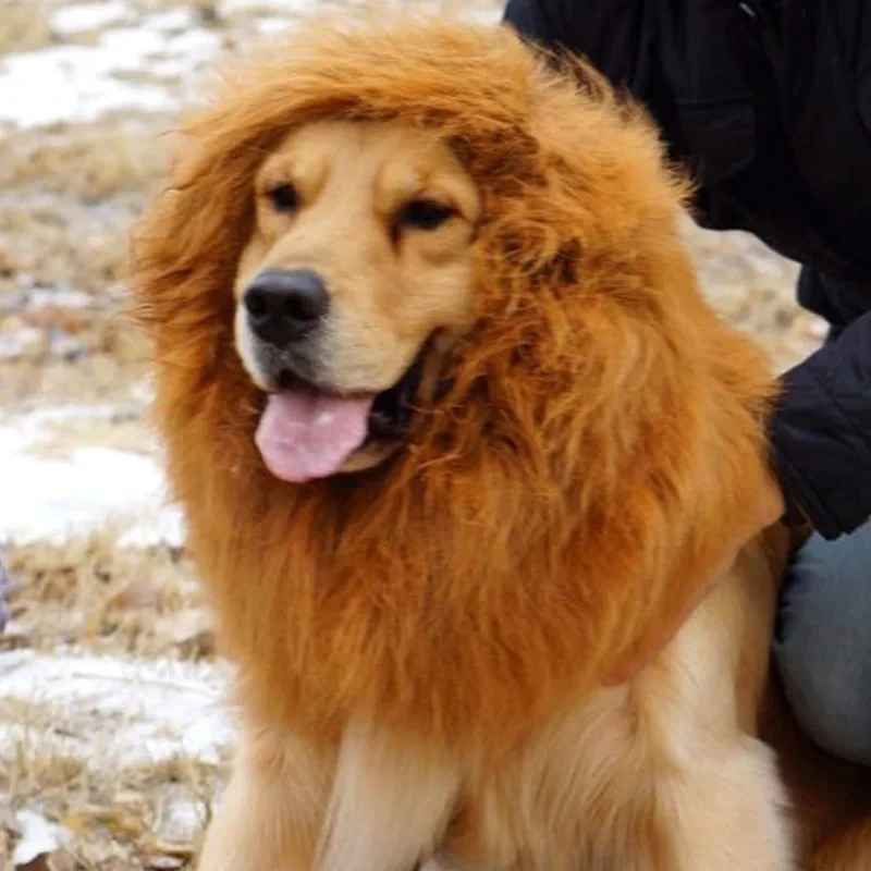 effet social garanti avec ce déguisement chien original