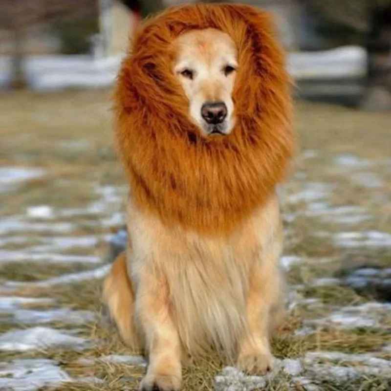 effet social garanti avec ce déguisement chien original