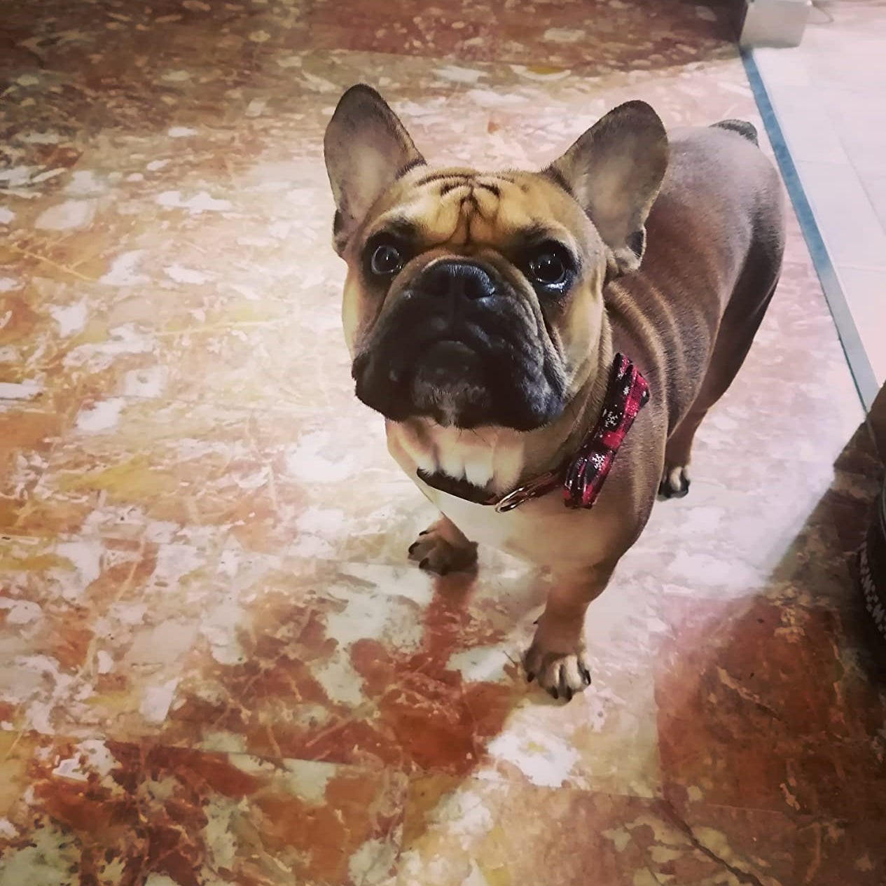 Collier chien : esprit festif, Élégance, style qui fait la différence