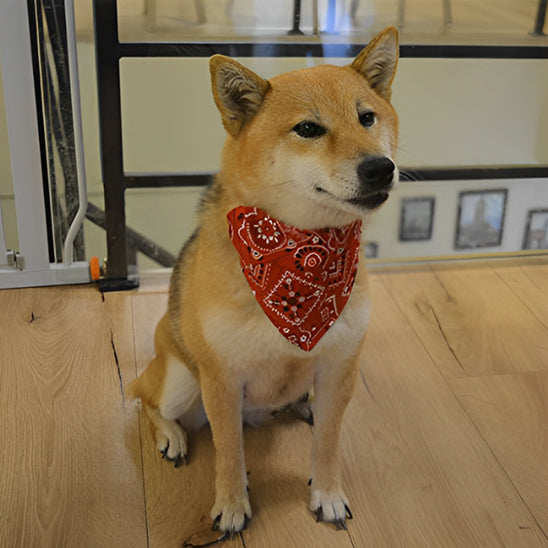 Bandana pour chien ; Transforme Votre Chien en Star