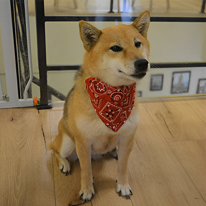Bandana pour chien ; Transforme Votre Chien en Star