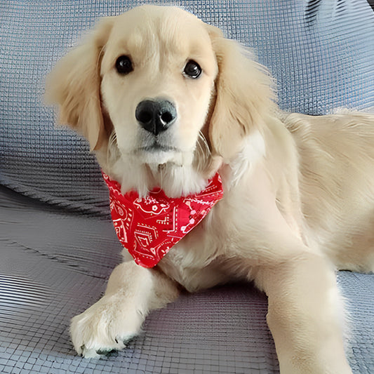 Bandana pour chien ; Transforme Votre Chien en Star