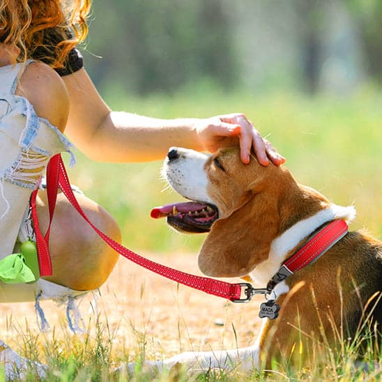 Collier chien BeauCol™ robustesse, confort et visibilité, besoins essentiels