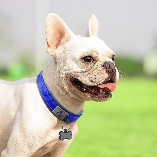 Collier chien BeauCol™ robustesse, confort et visibilité, besoins essentiels
