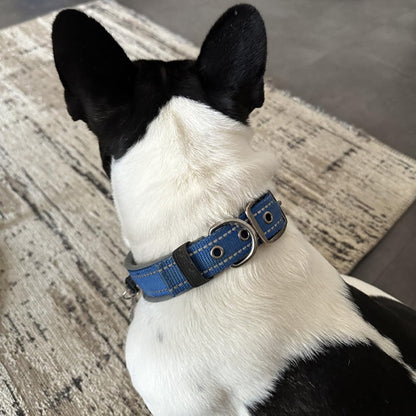 Collier chien BeauCol™ robustesse, confort et visibilité, besoins essentiels