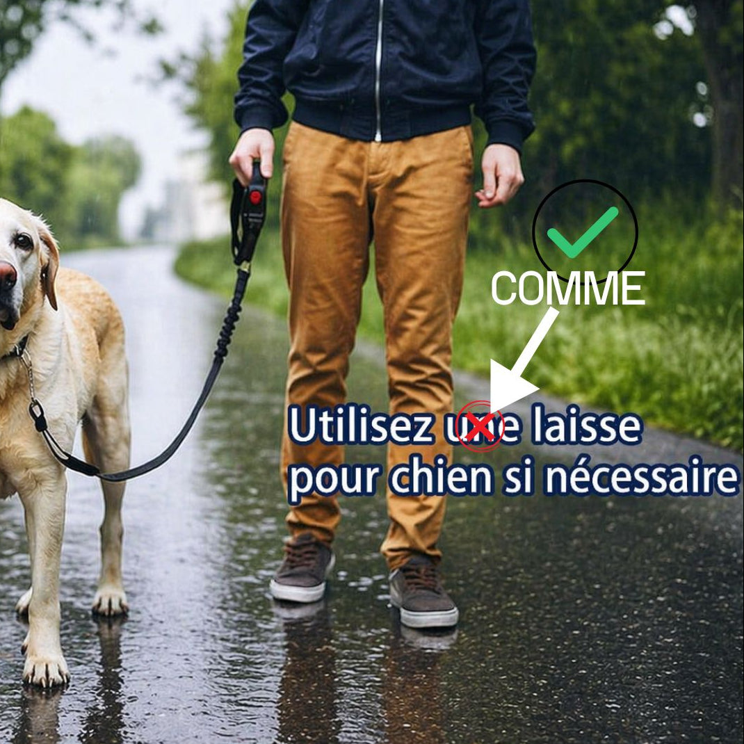 Ceinture de sécurité pour chien • JappyToutouSafe™ :  Fonction laisse