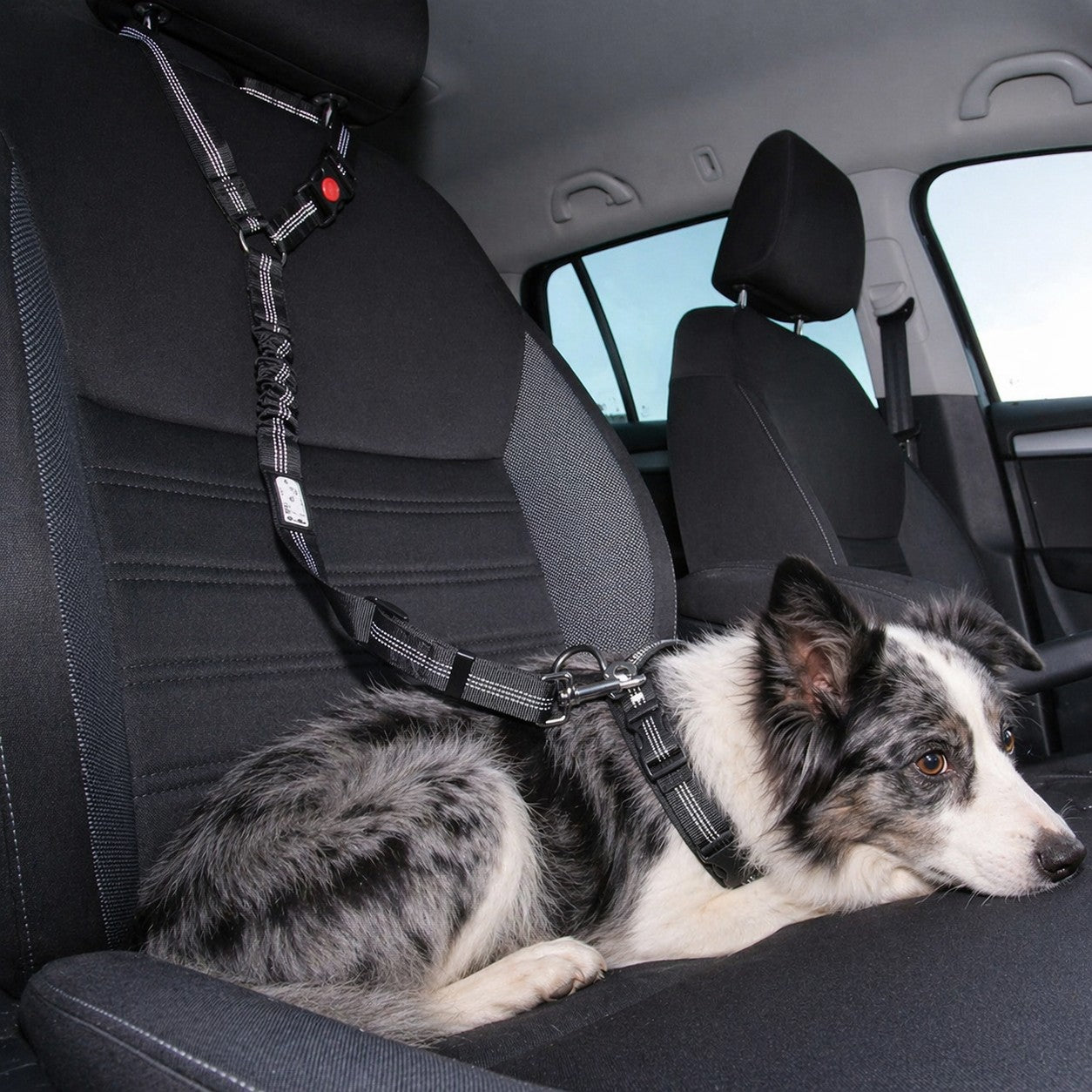 Ceinture de sécurité pour chien • JappyToutouSafe™ : Toute race et grandeur
