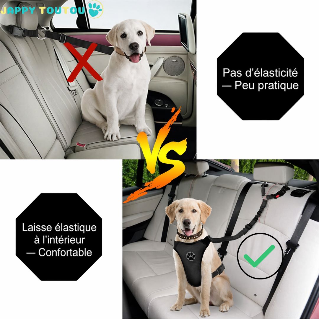 Ceinture de sécurité pour chien • JappyToutouSafe™ : bonne manière