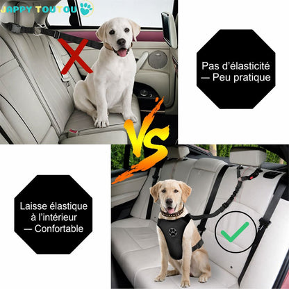 Ceinture de sécurité pour chien • JappyToutouSafe™ : bonne manière