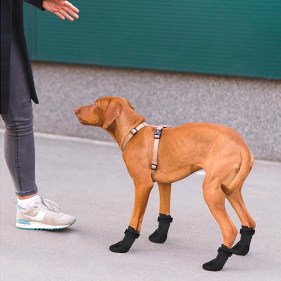 Chaussures chien  | Confort PawSoft™ marche avec une personne