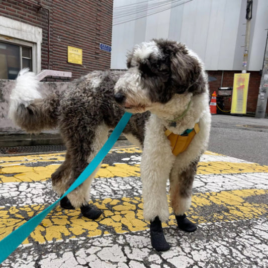 Chaussures chien  | Confort PawSoft™ chien en laisse sur trottoir