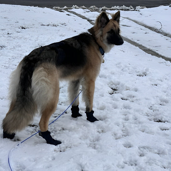 Chaussures chien  | Confort PawSoft™ : Noir imperméable, chien dans neige