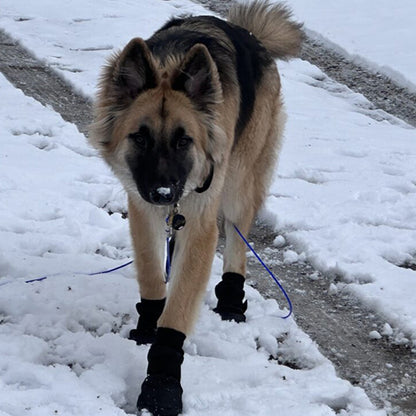 Chaussures chien  | Confort PawSoft™ chien dans la neige