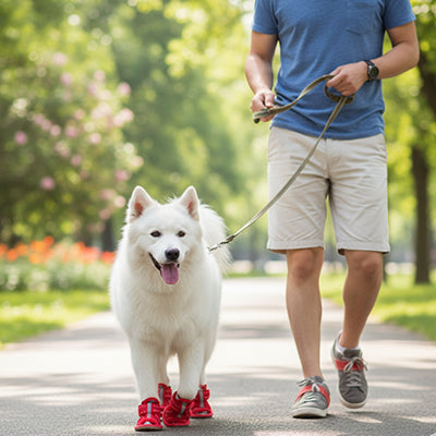Chaussures chien | Luxe JappyElite™ : confort pour la marche