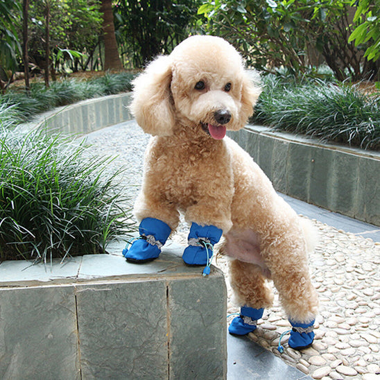 Chaussures chien  • XS PawFlex™  Bleu  sur chien dans l'allé 