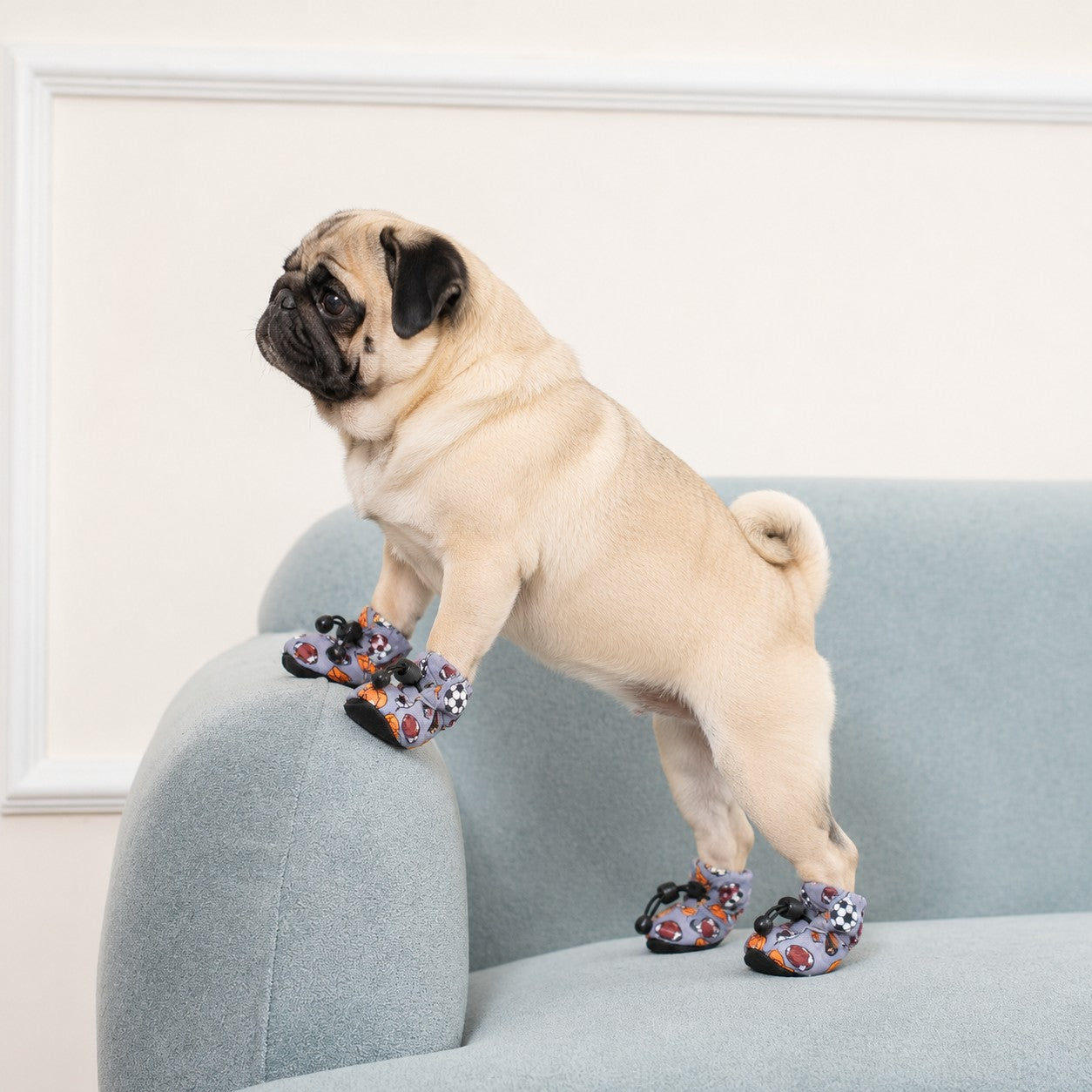 Chaussures pour Chien : Protégez les Pattes
