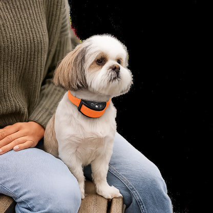 Un collier anti aboiement petit chien - en douceur partout