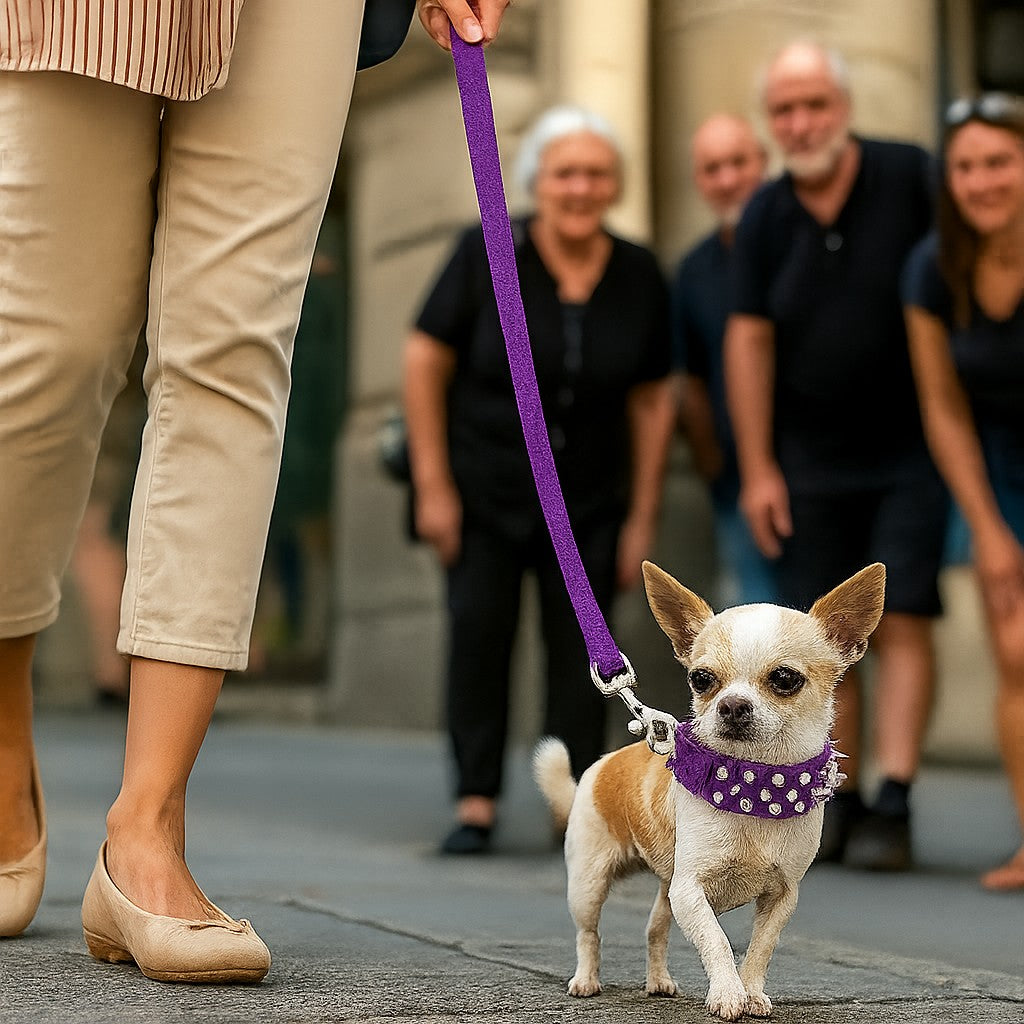 COLLIER_CHIEN_AVEC_PIQUE_-_PETIT