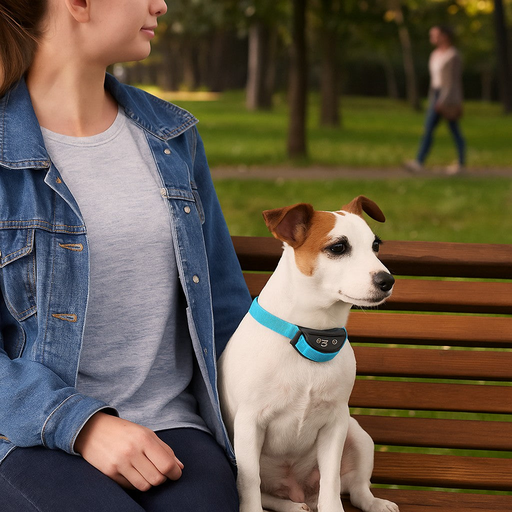 Un collier anti aboiement petit chien - Apprentissage en douceur