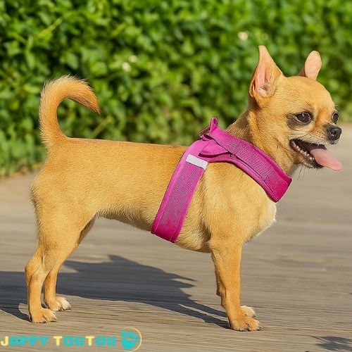 Harnais en y -  - marche idéale