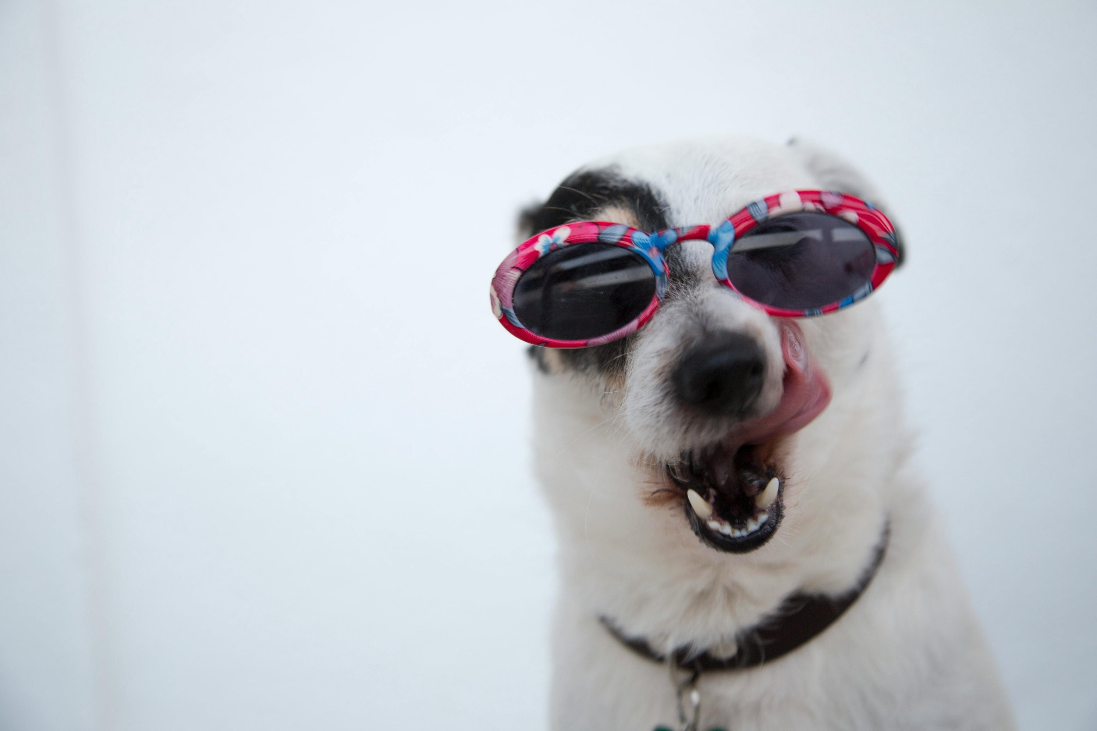 Chien en Lunette -jappytoutou.com
