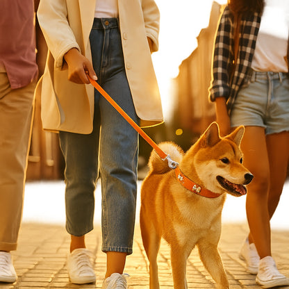 collier chien Élégance  pour petit et grand chien