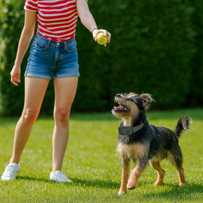 Collier de dressage pour chien : Transforme le Comportement en jeux