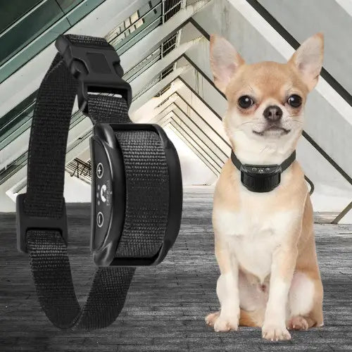 Collier Anti Aboiement Petit Chien : Retrouvez Calme, Tranquillité - Jappy Toutou