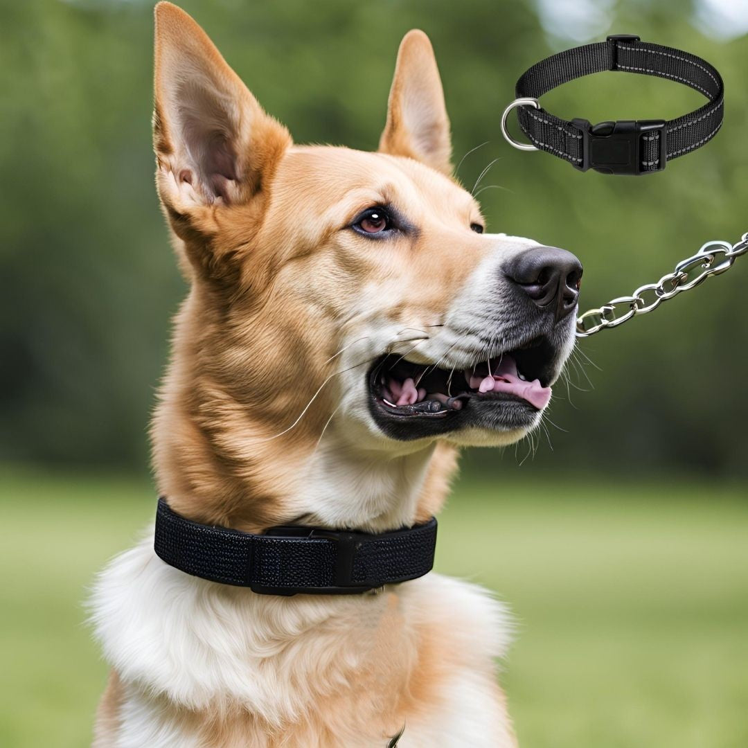 Collier_Chien_couleur_classique et des plus pratique